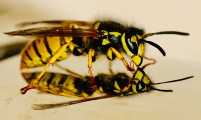 Wasps in Colorado Springs.